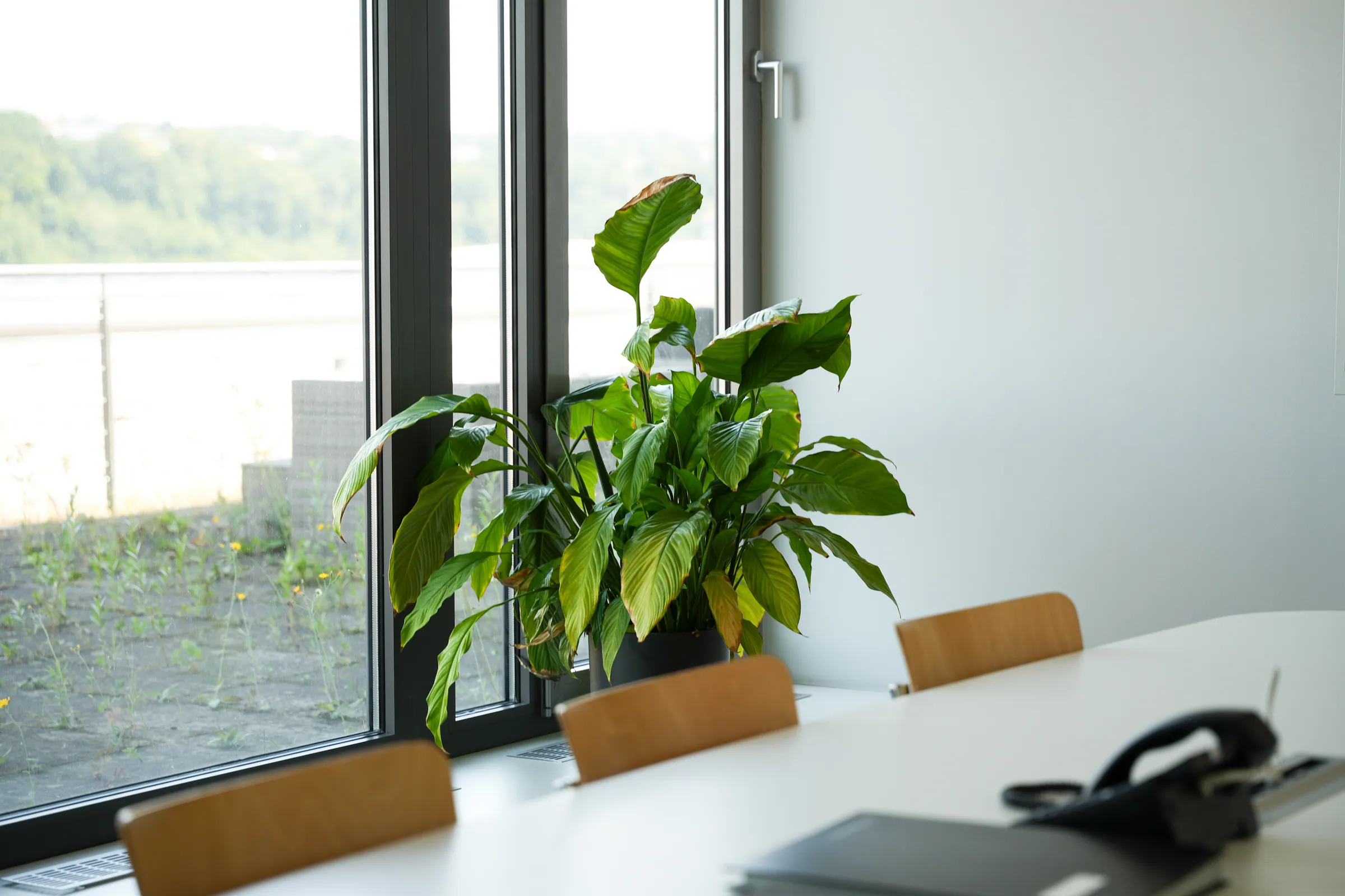 Büro der Kanzlei ageno mit Fensterfront und Grünpflanzen